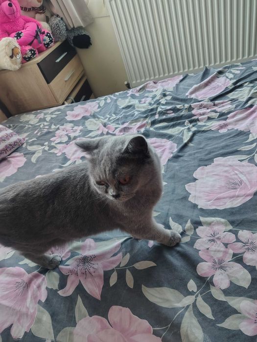 Британка сива котка
