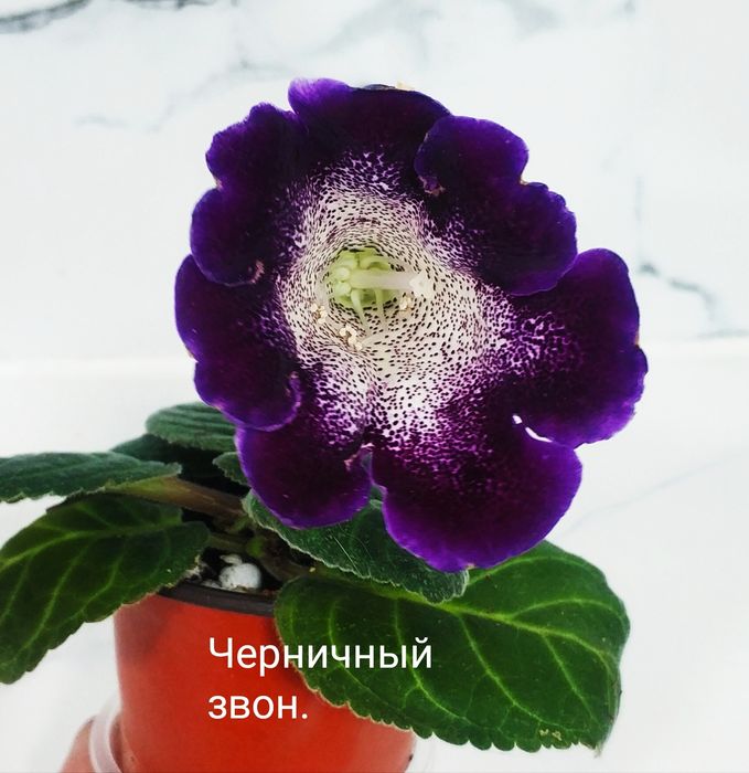 Цветущие махровые глоксинии.