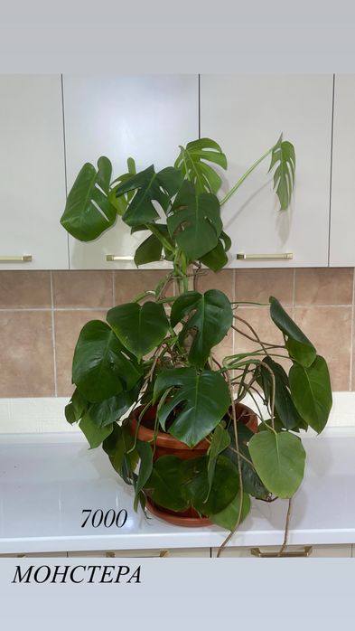 комнатные растения