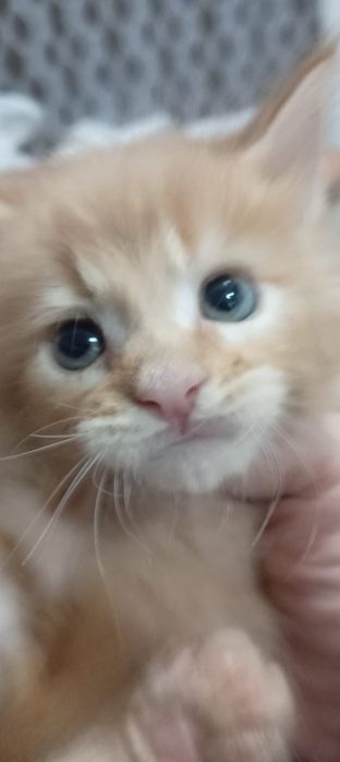Котята Мей Куна!