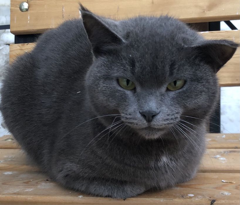 Любимые животные