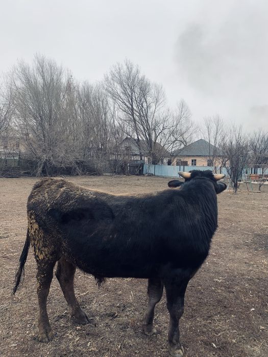 Таза қанды Алатауский Бұқа