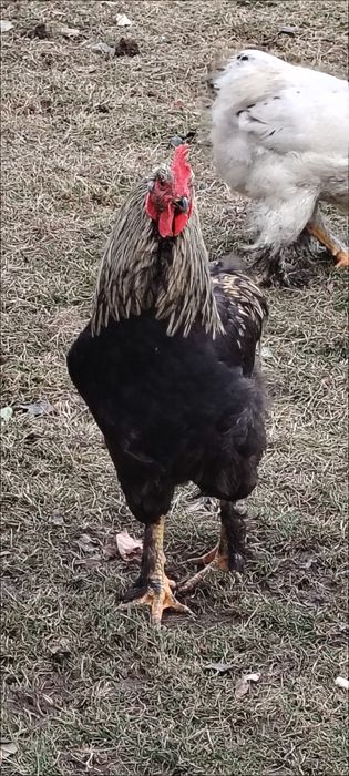 Vând cocoși alb și negru