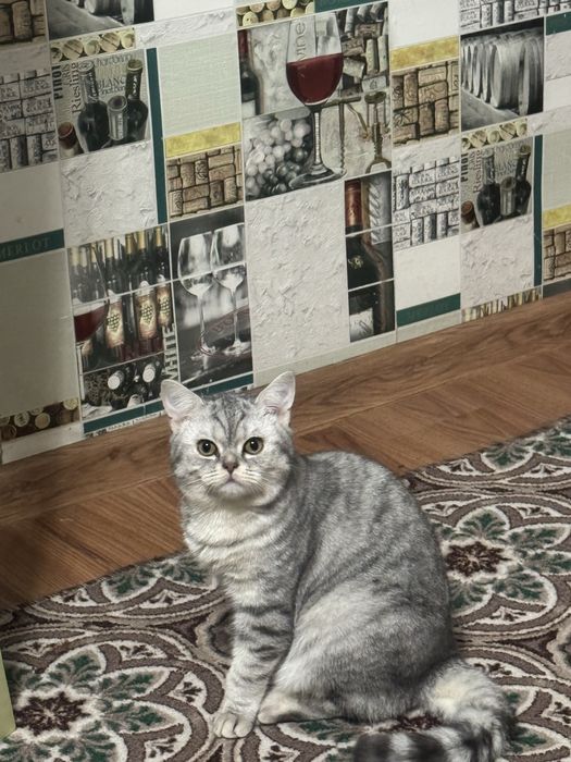 ШоТлаНдски кошка.