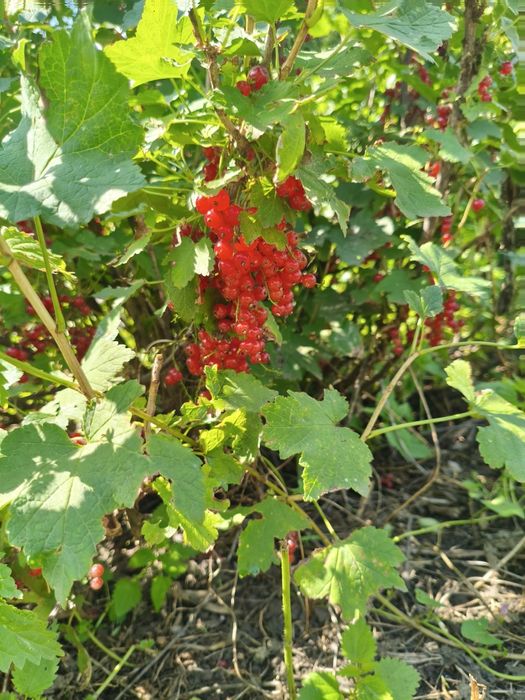 Продам дом за городом. Нечаевка