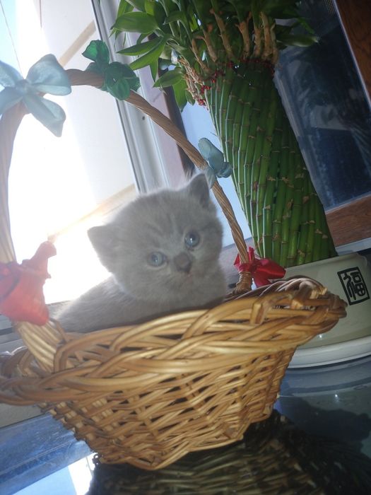 Срочно котята ищут новый дом