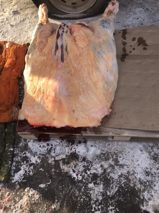 Семіз тайынша еті 170 кг