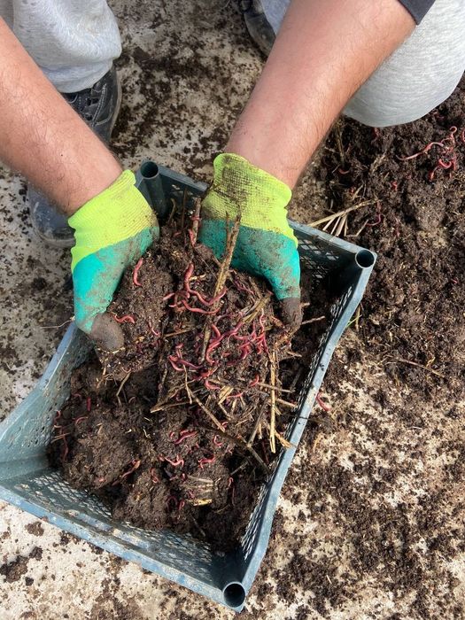 Калифорнийские черви на продажу по хорошей цене