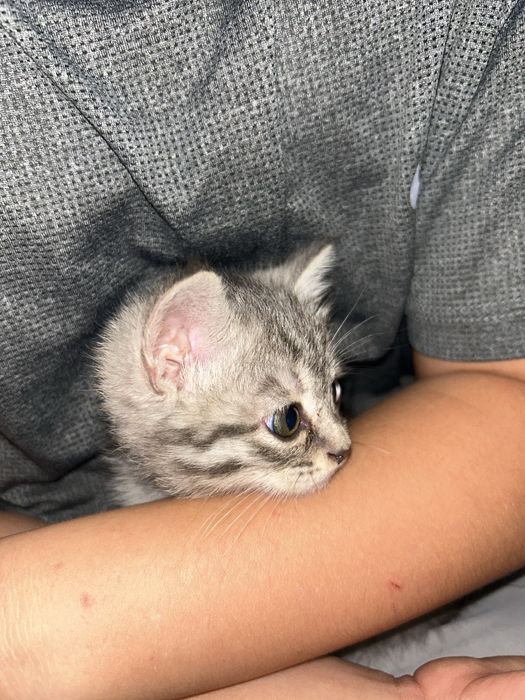 Продается котенок срочно