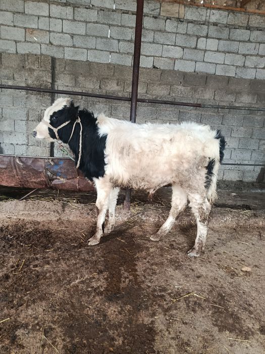 Буқа сатылады аа