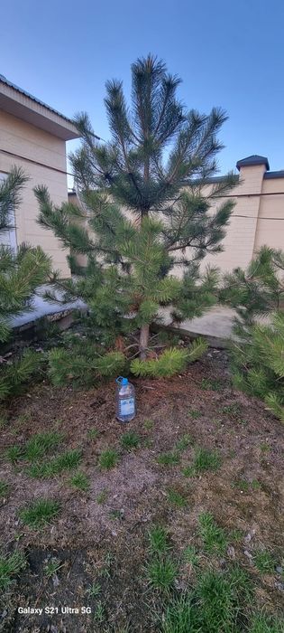 Крымская сосна, можжевельник бонсай