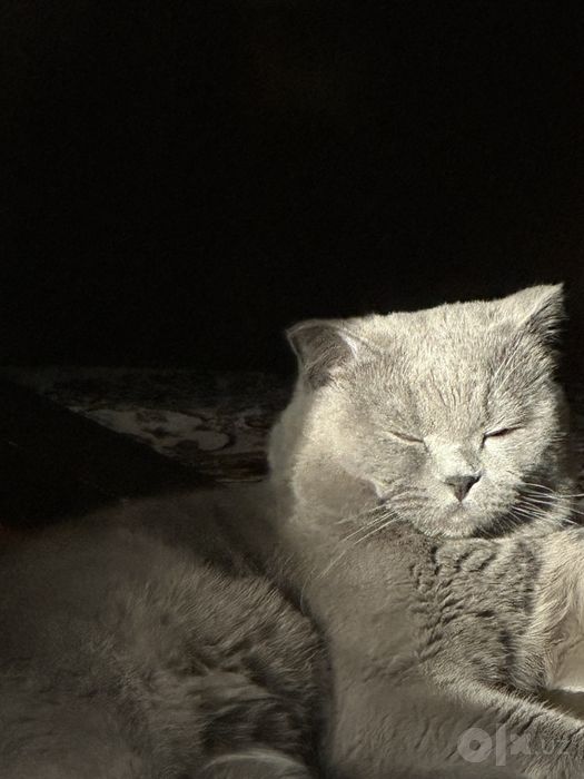 Скотиш фолд 2,5 года