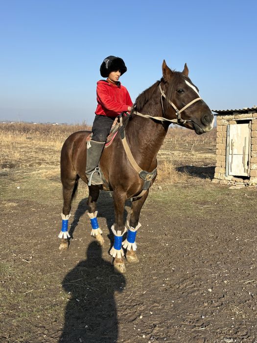 Айғыр сатылады