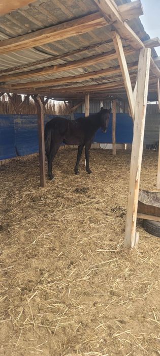 Тай ірі сатылады