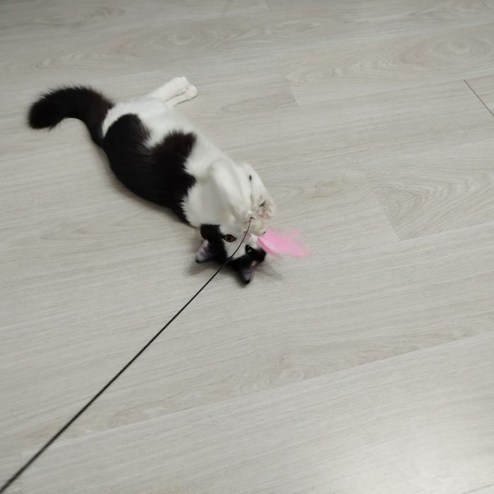 Котенок Мирра годик