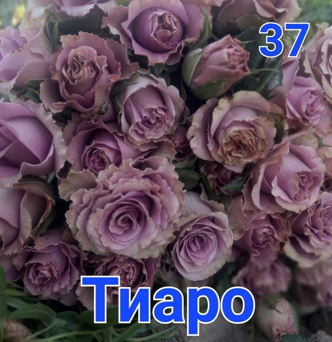 Atirgul ko'chatlari sotiladi