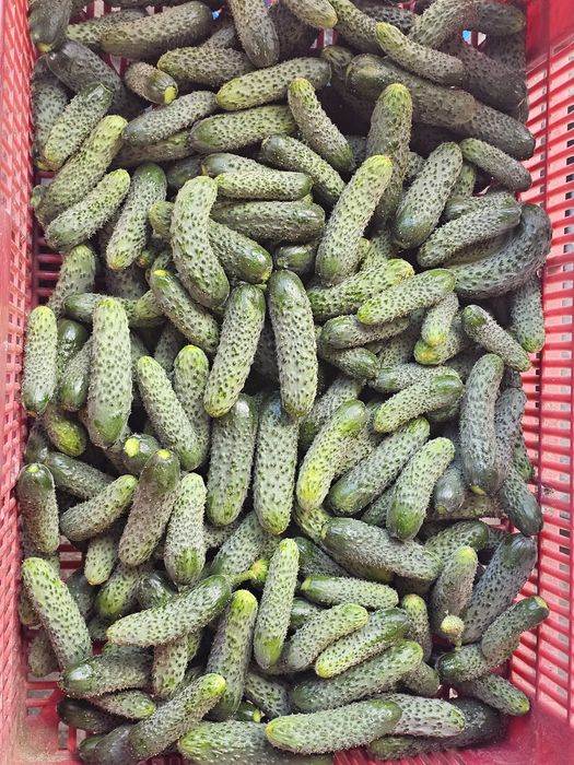 Vând castraveți de grădină