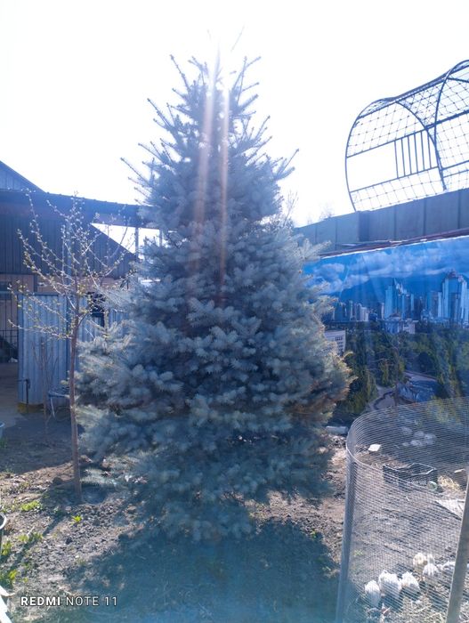 Продам две голубые ели