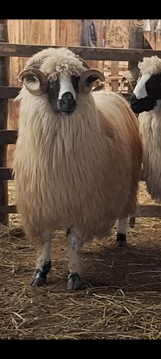 Miori cu certificat de origine și noatin