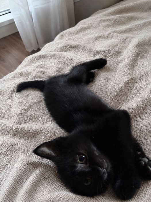 Пристраивается котенок в добрые руки! Мальчик, 2,5 месяца
