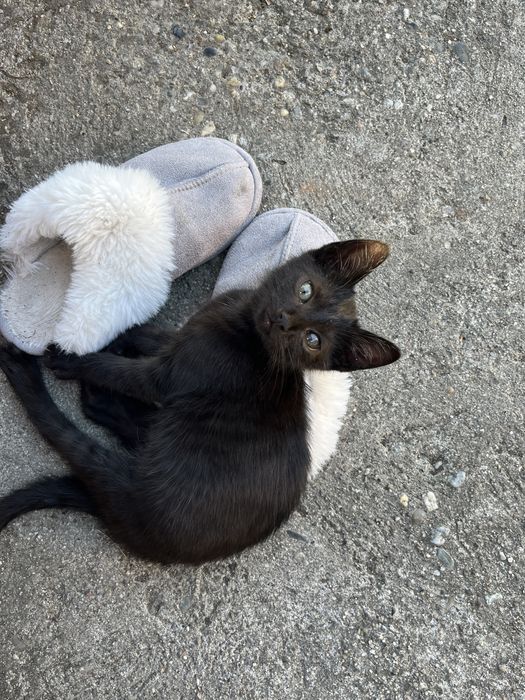 4 pisicute spre adopție