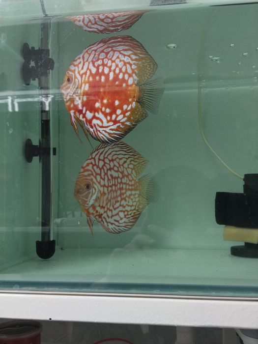 Дискус рабочий пара привазной