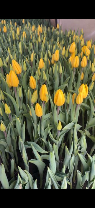 Тюльпаны оптом и в розницу