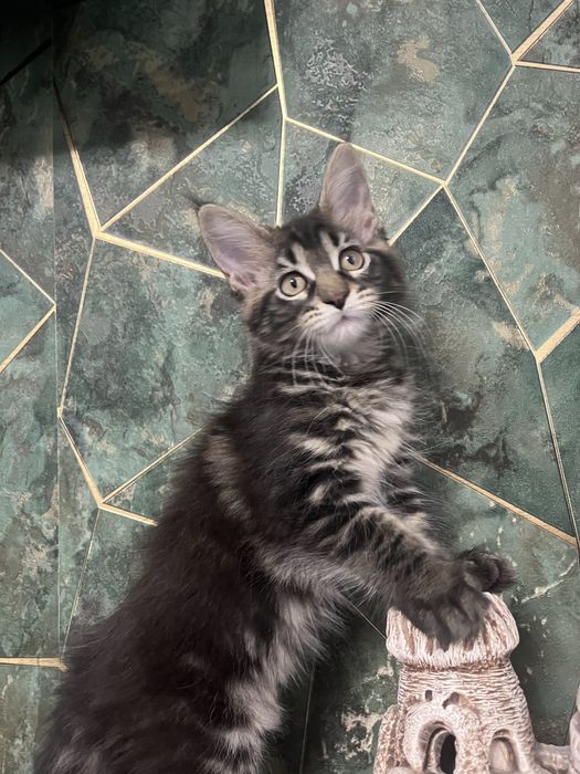 Продаю котят мейн кун