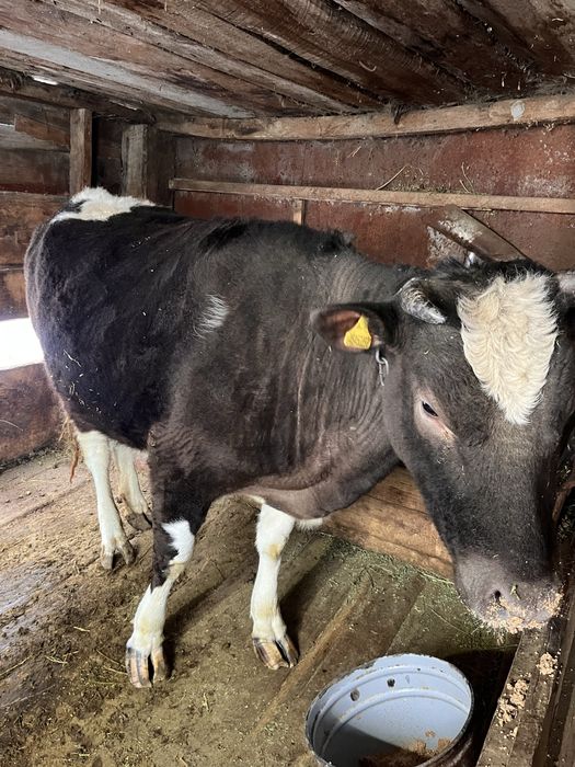 Продам тёлку, на откорме