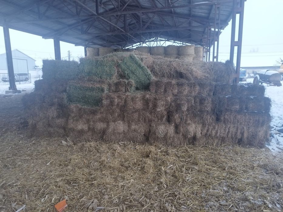 Vând baloți de lucernă mici, calitate garantata