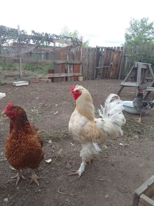 Продаю петухов брама