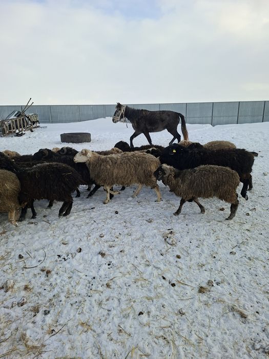 Продам баранов с откорма.овцы