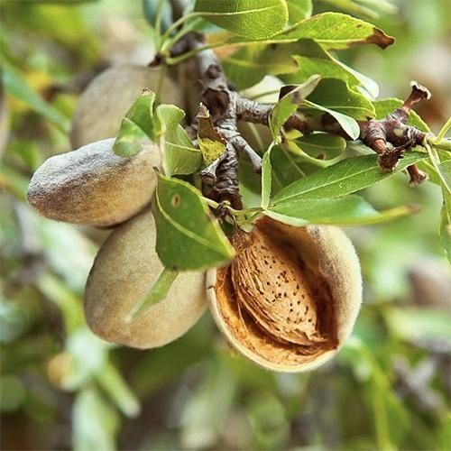 Pomi Fructiferi Deosebiți (Migdal )