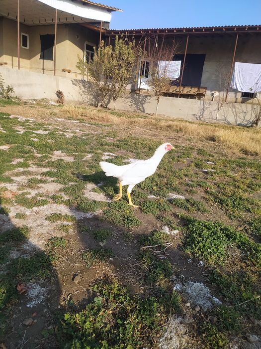 Куланги оппок макиён сотилади