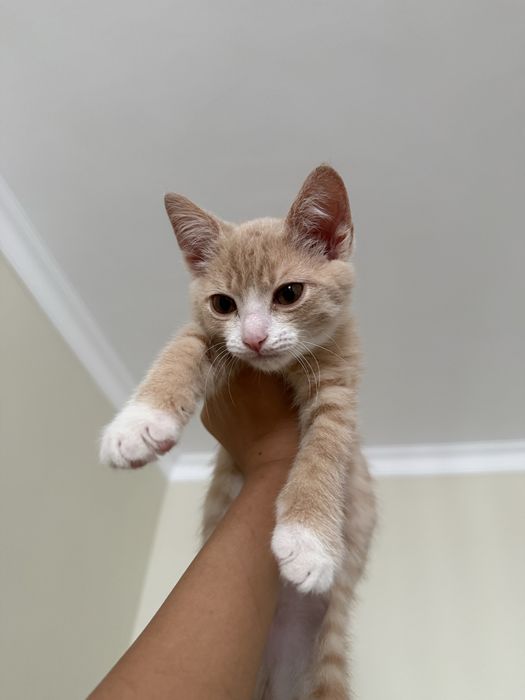 Отдам котика бесплатно