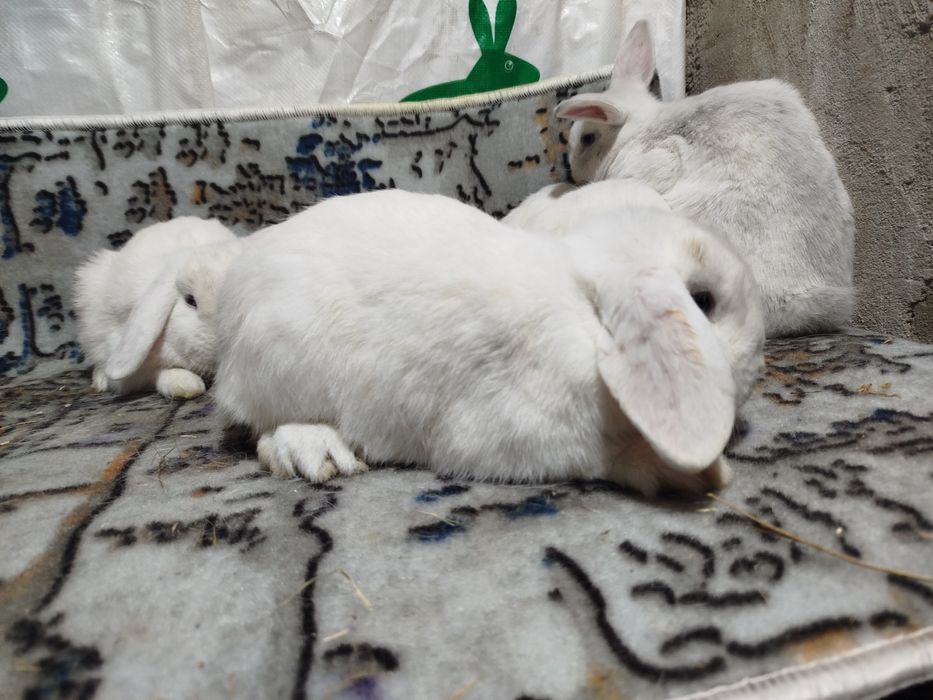 Декоративные куёнлар  алмаз глаз