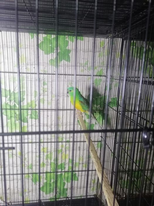 Попугаев оптом срочно по нужде продаю.Толка оптом
