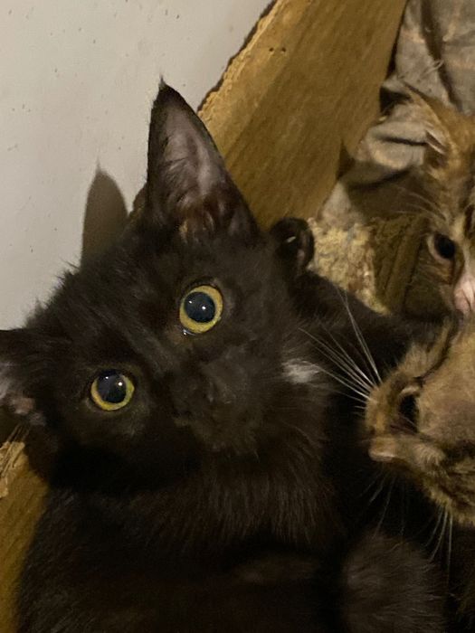 Отдам котят в хорошие руки