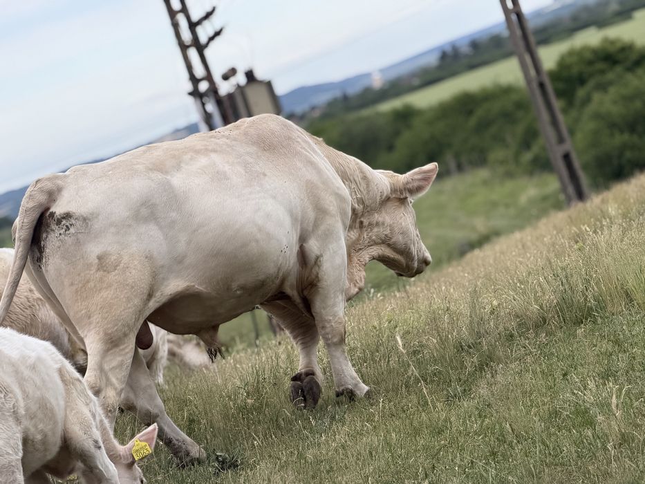 Taur Monta Autorizat Charolais Homozigot fara Coarne