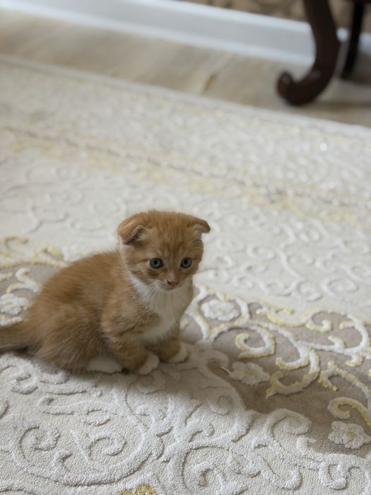Отдам котят в хорошие руки