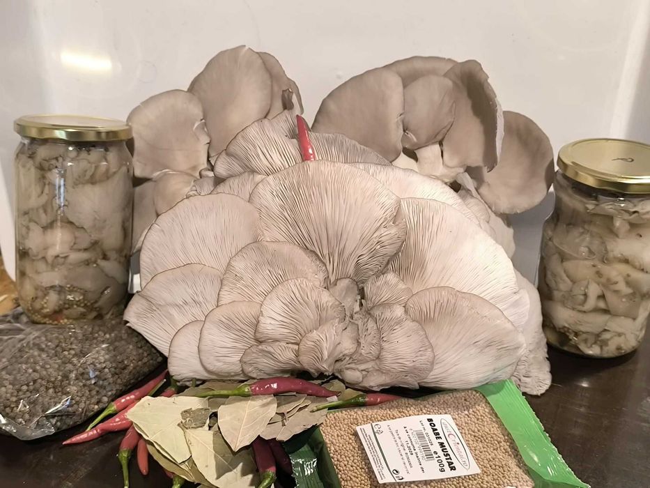 Ciuperci Pleurotus murate (marinate,salata) putin acre ,  720ml