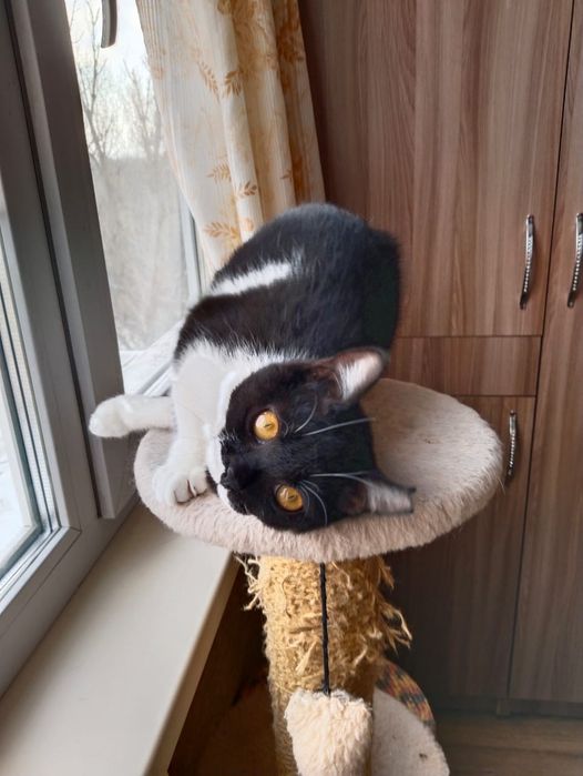 Отдам в добрые руки котенка