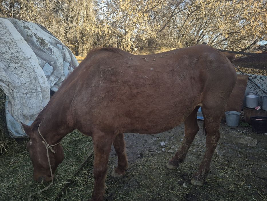 Семіз бие 5 жасар