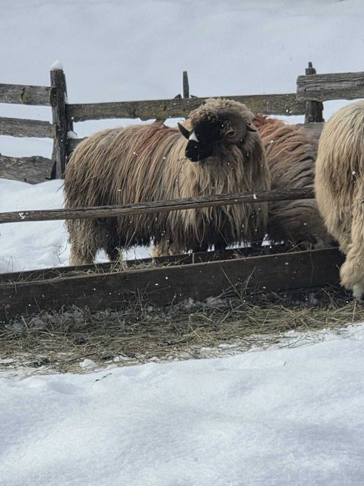 Vând berbecuți breji