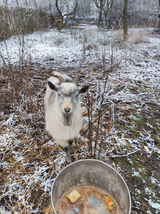 Capre  tinere pereche