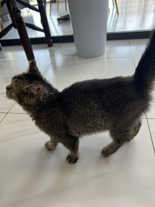 Отдам кота в хорошие руки