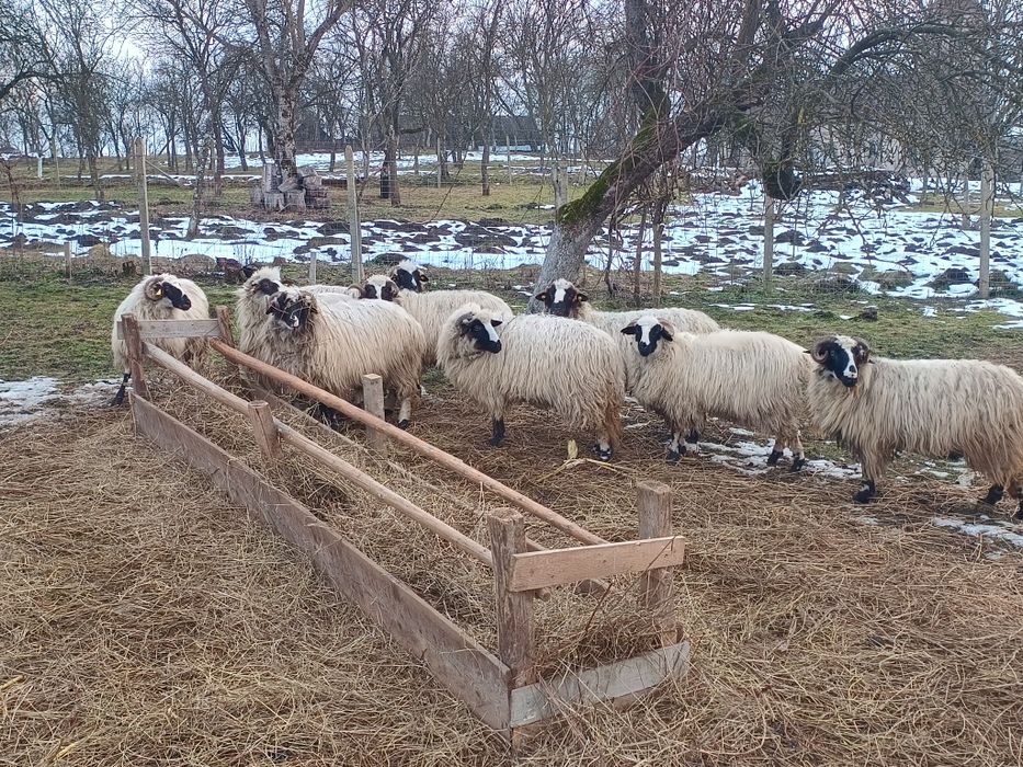 Se vând  oi breze .