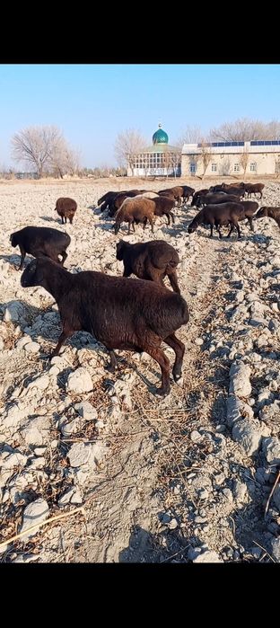 Bug'oz qo'ylar sotiladi