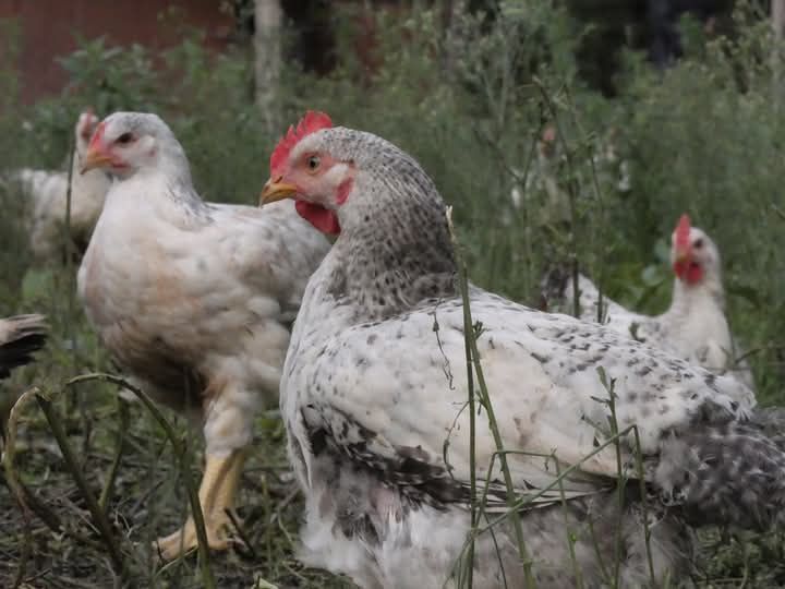 Vindem puișori  de Bibilica ,Găină, Rate,și Curca .mai multe detalii