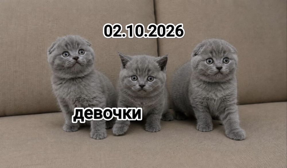 Вислоушки Шотландские котята